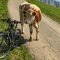 Kühe würden Haibike kaufen …